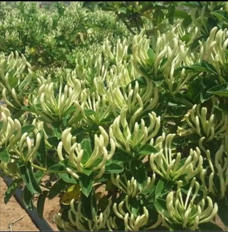 四季金银花苗红色金银花苗包成活免费提供技术包回收签订合