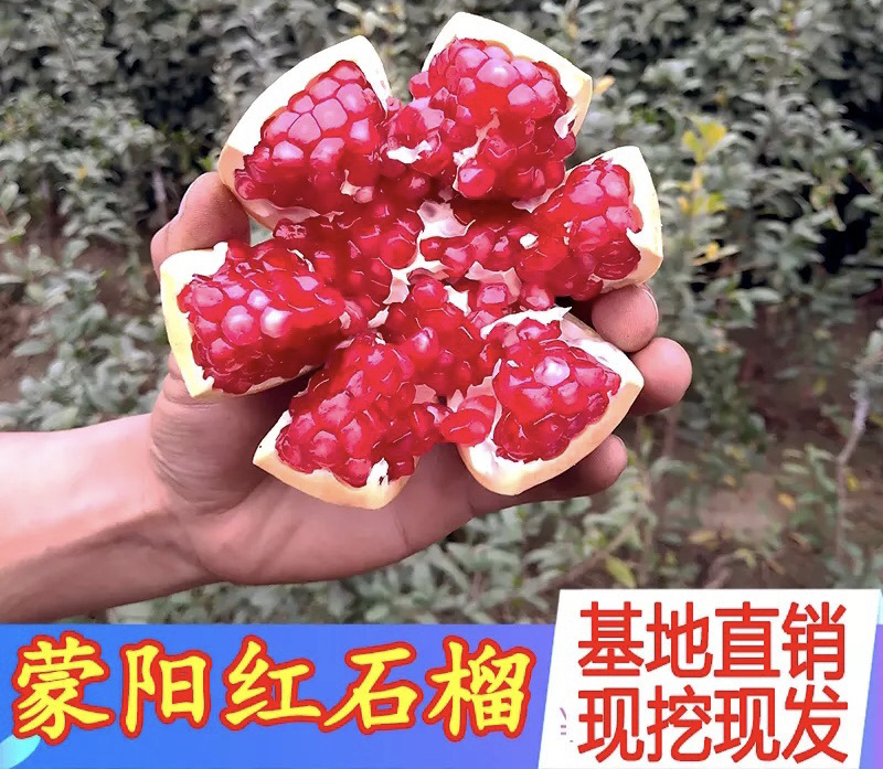 蒙阳红石榴苗现挖现卖基地直销规格齐全保证成活