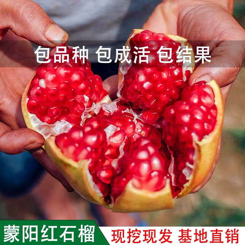 蒙阳红石榴苗现挖现卖基地直销规格齐全保证成活