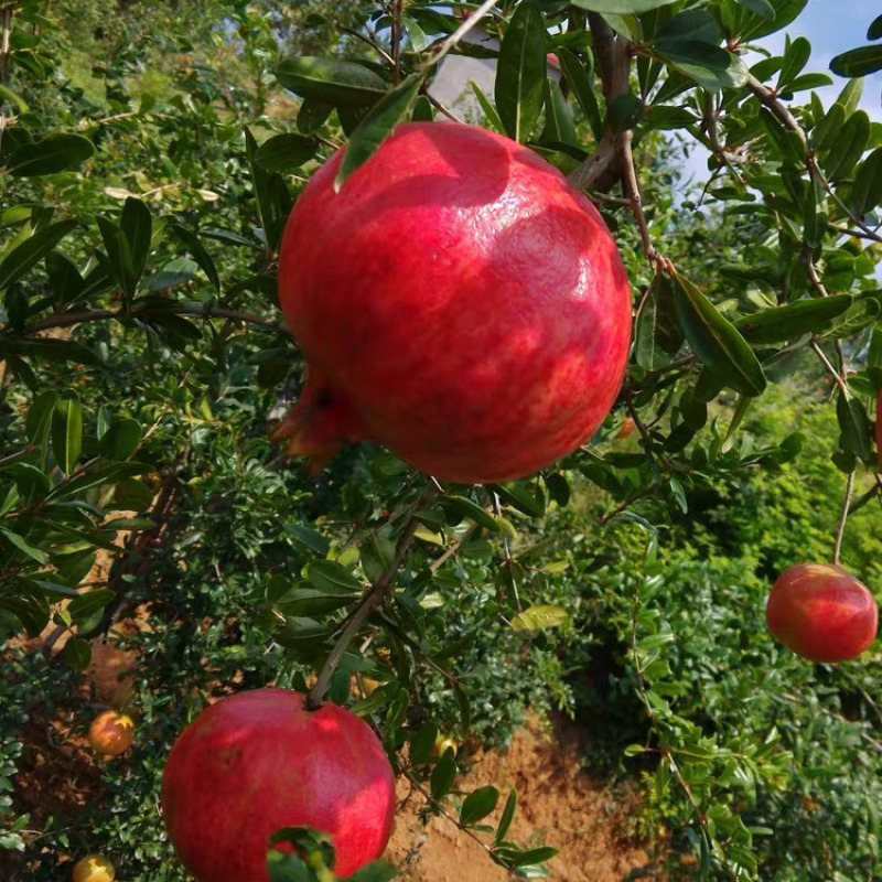 蒙阳红石榴苗现挖现卖基地直销规格齐全保证成活