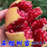 蒙阳红石榴苗现挖现卖基地直销规格齐全保证成活
