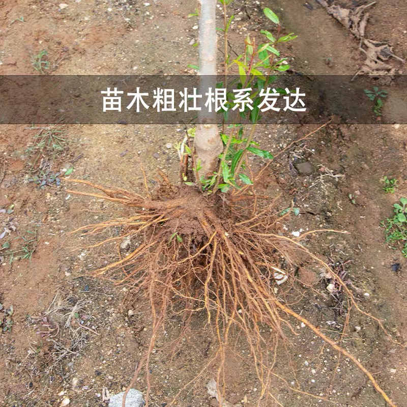 蒙阳红石榴苗现挖现卖基地直销规格齐全保证成活
