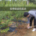 蒙阳红石榴苗现挖现卖基地直销规格齐全保证成活