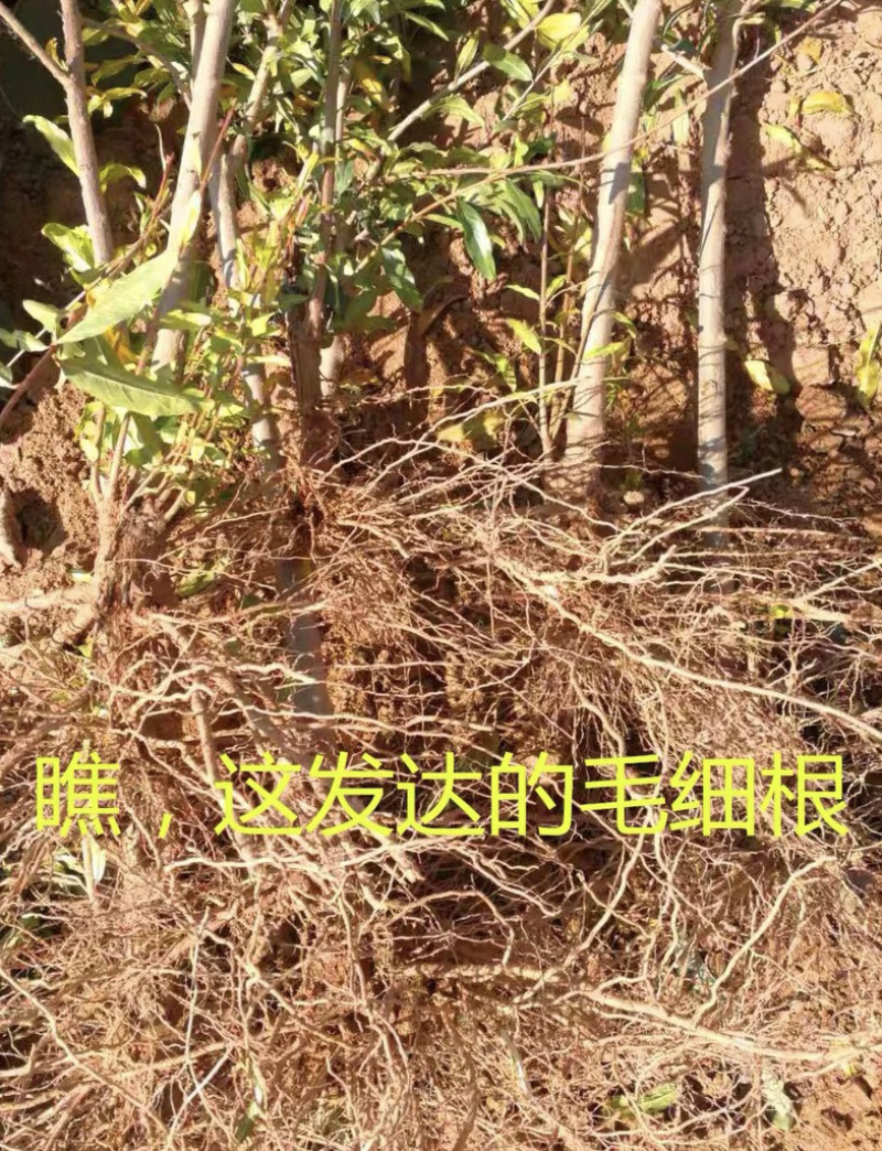 蒙阳红石榴苗现挖现卖基地直销规格齐全保证成活
