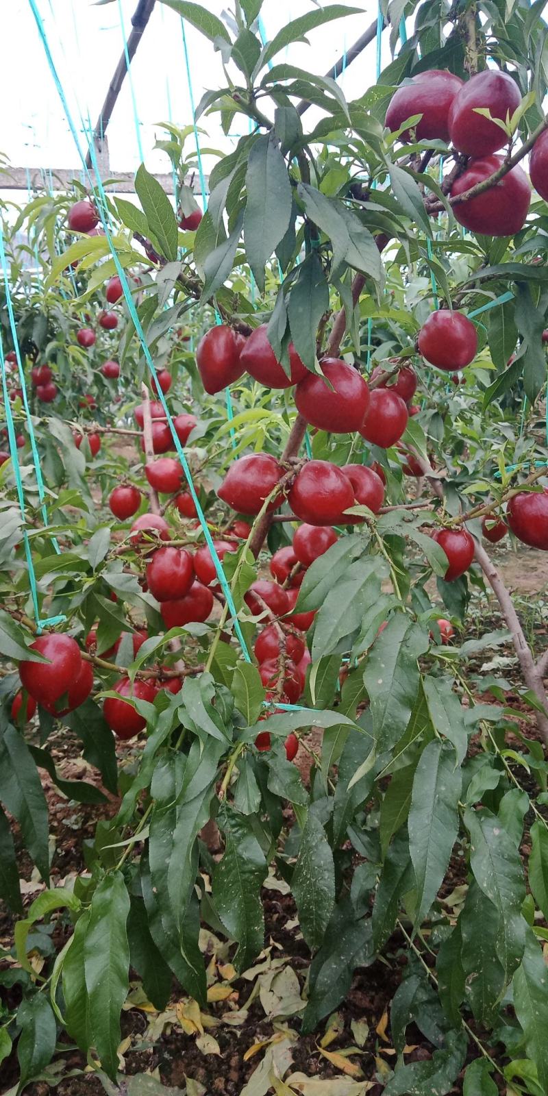 碧一牌胖小子，富含进口助理，小肽分子，纯生物控旺效，没有