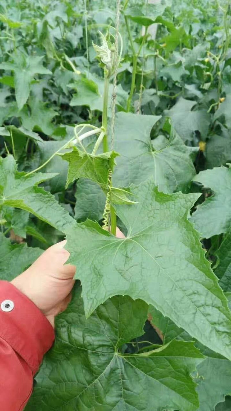 碧一牌胖小子，富含进口助理，小肽分子，纯生物控旺效，没有