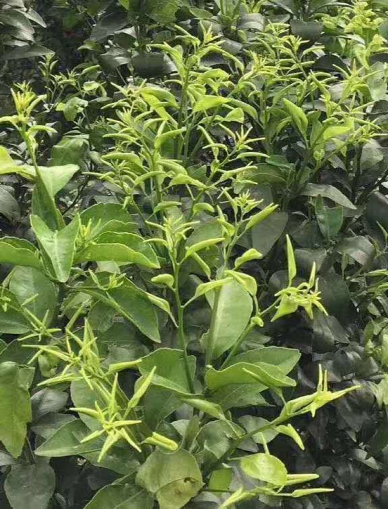 碧一牌胖小子，富含进口助理，小肽分子，纯生物控旺效，没有