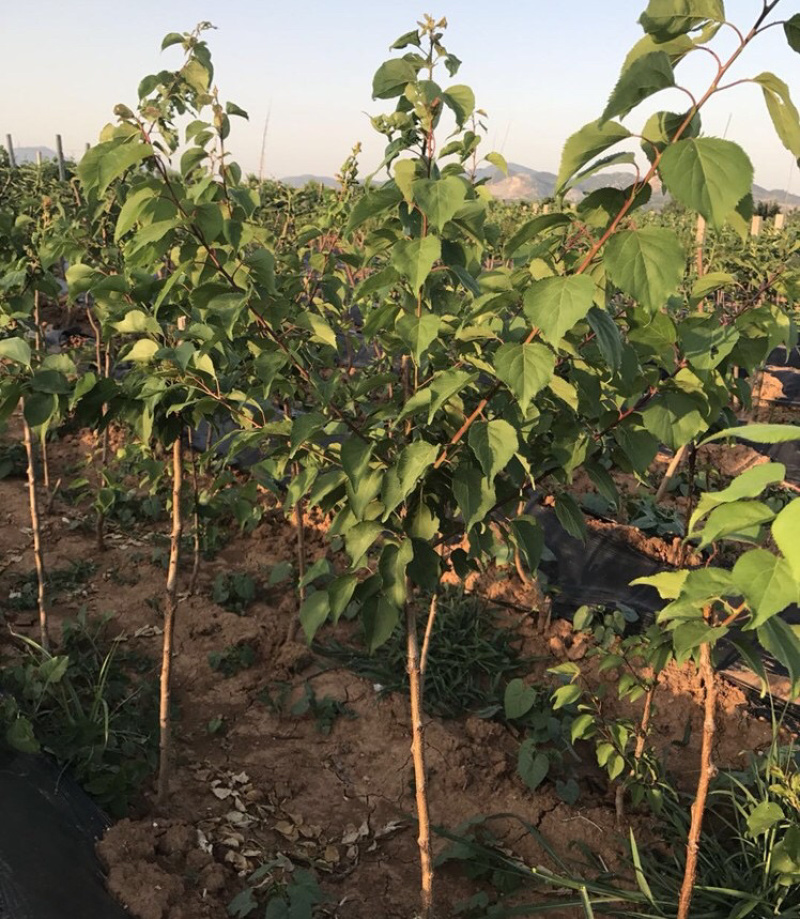 美早大樱桃苗嫁接矮化大樱桃树苗木南北方庭院种植地栽果树苗