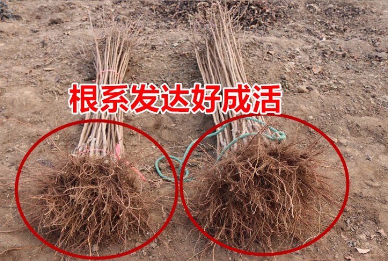 美早大樱桃苗嫁接矮化大樱桃树苗木南北方庭院种植地栽果树苗