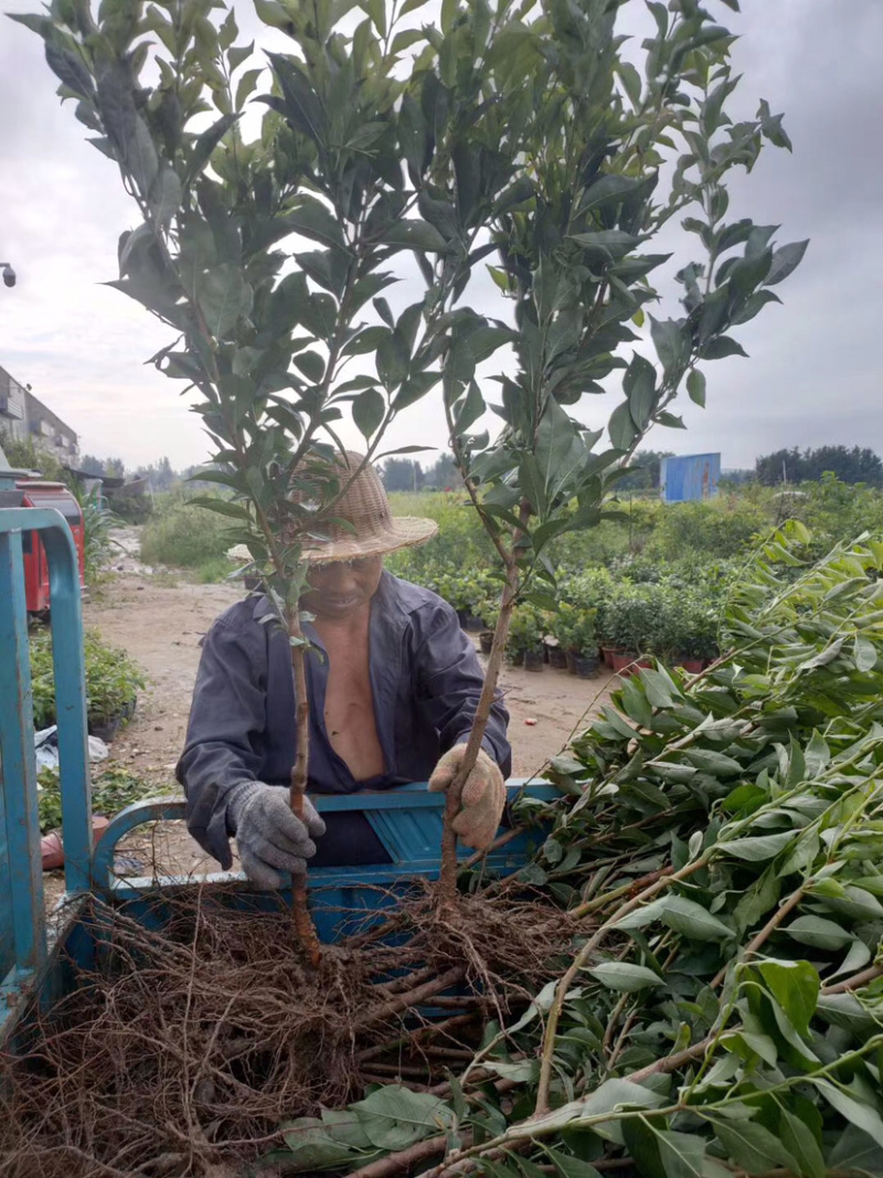 美早大樱桃苗嫁接矮化大樱桃树苗木南北方庭院种植地栽果树苗