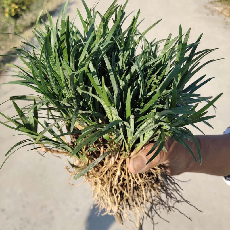 四季常青浓香落石风车茉莉银丝茉莉爬藤盆栽地栽植物