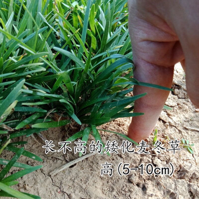 四季常青浓香落石风车茉莉银丝茉莉爬藤盆栽地栽植物
