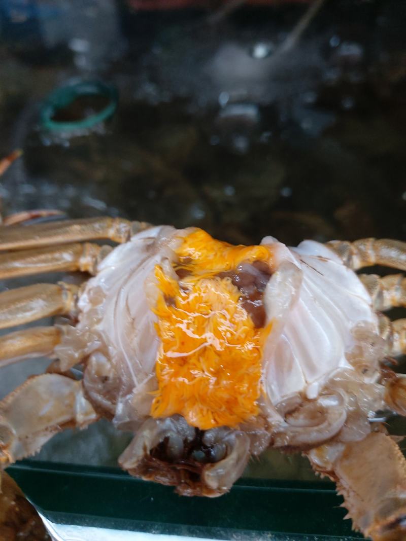 江苏阳澄湖大闸蟹（活力好，死亡率低，蟹黄饱满诚信经营)