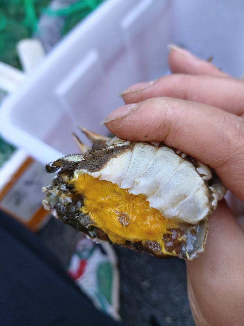 江苏阳澄湖大闸蟹（活力好，死亡率低，蟹黄饱满诚信经营)