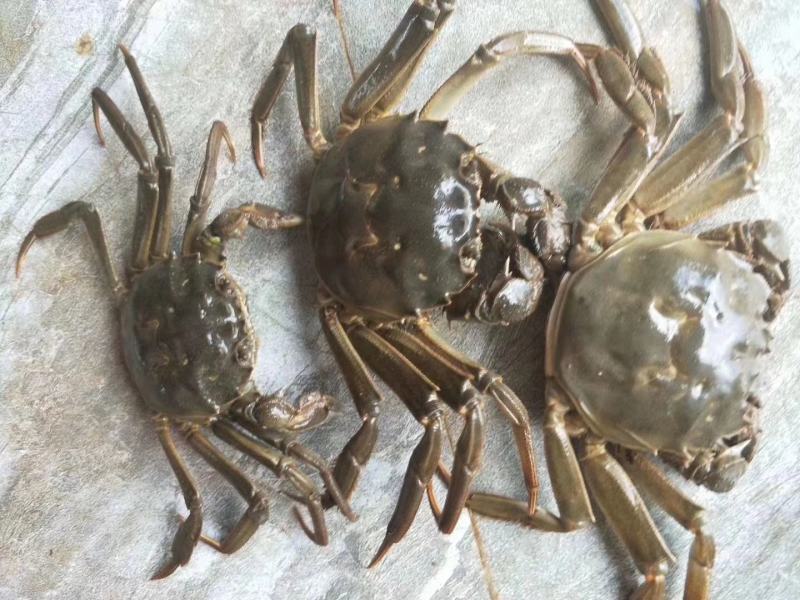 江苏阳澄湖大闸蟹（活力好，死亡率低，蟹黄饱满诚信经营)