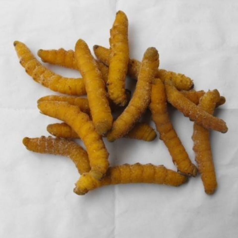 豆卵豆丹（豆虫）鲜活冷冻（鲜冻熟冻）