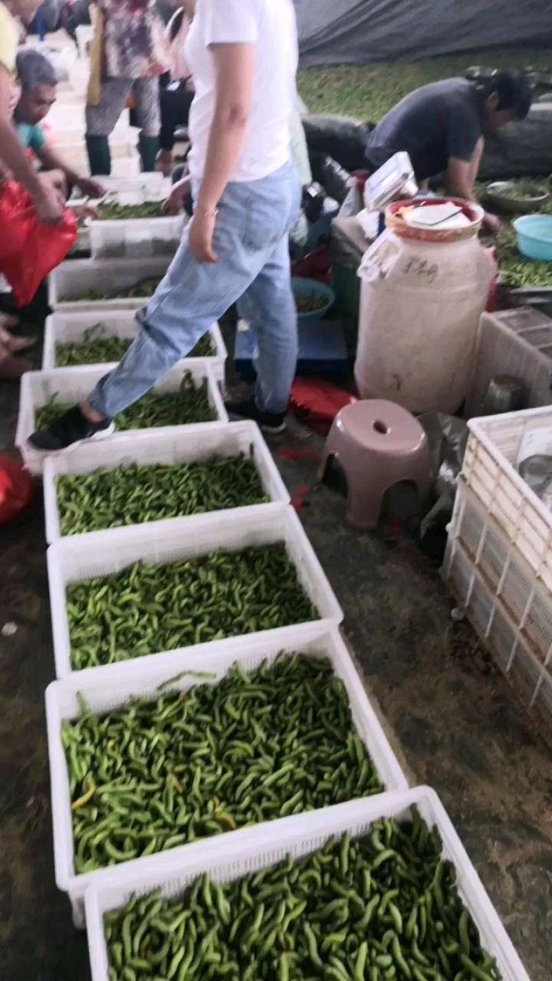 豆卵豆丹（豆虫）鲜活冷冻（鲜冻熟冻）