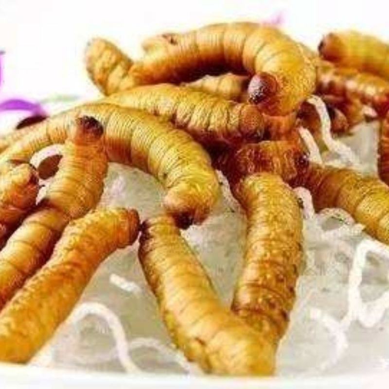 豆卵豆丹（豆虫）鲜活冷冻（鲜冻熟冻）