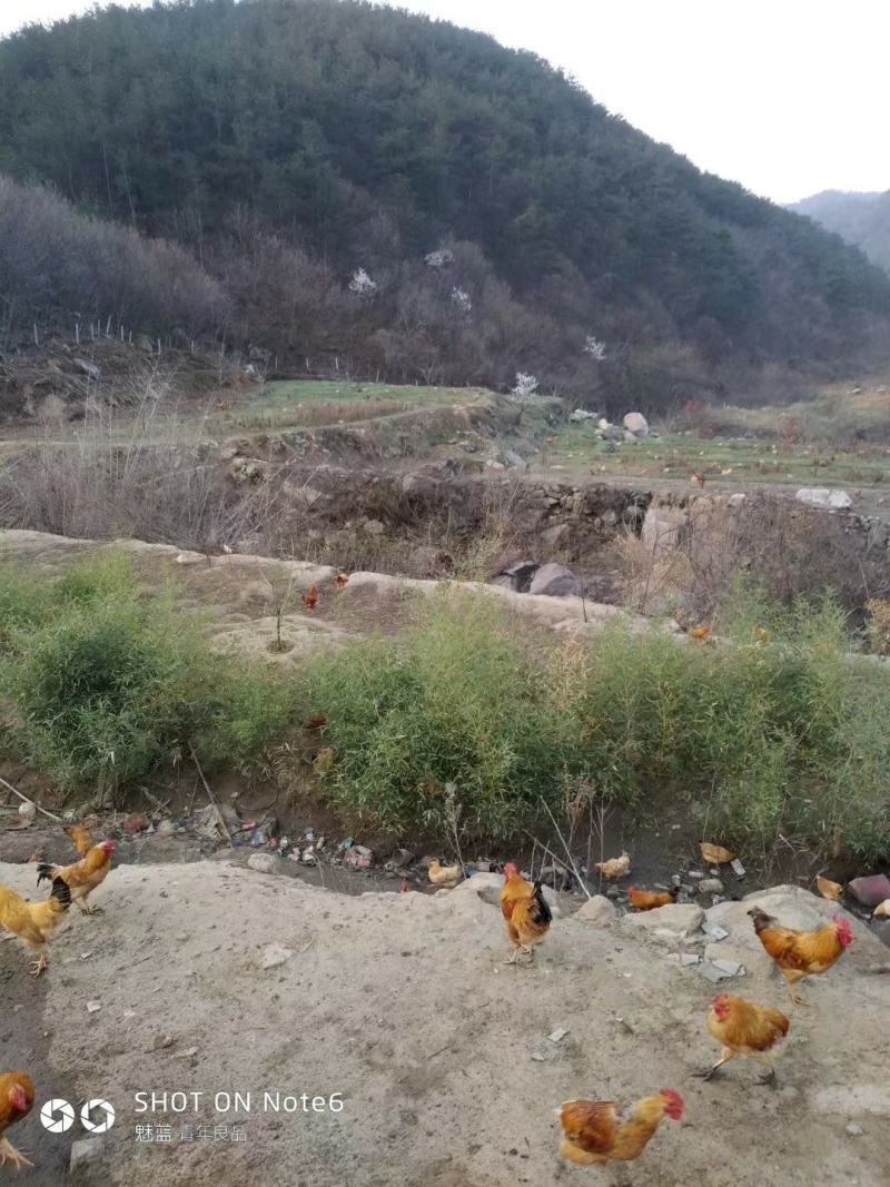 青山绿水营养美味，天然养殖品质优美
