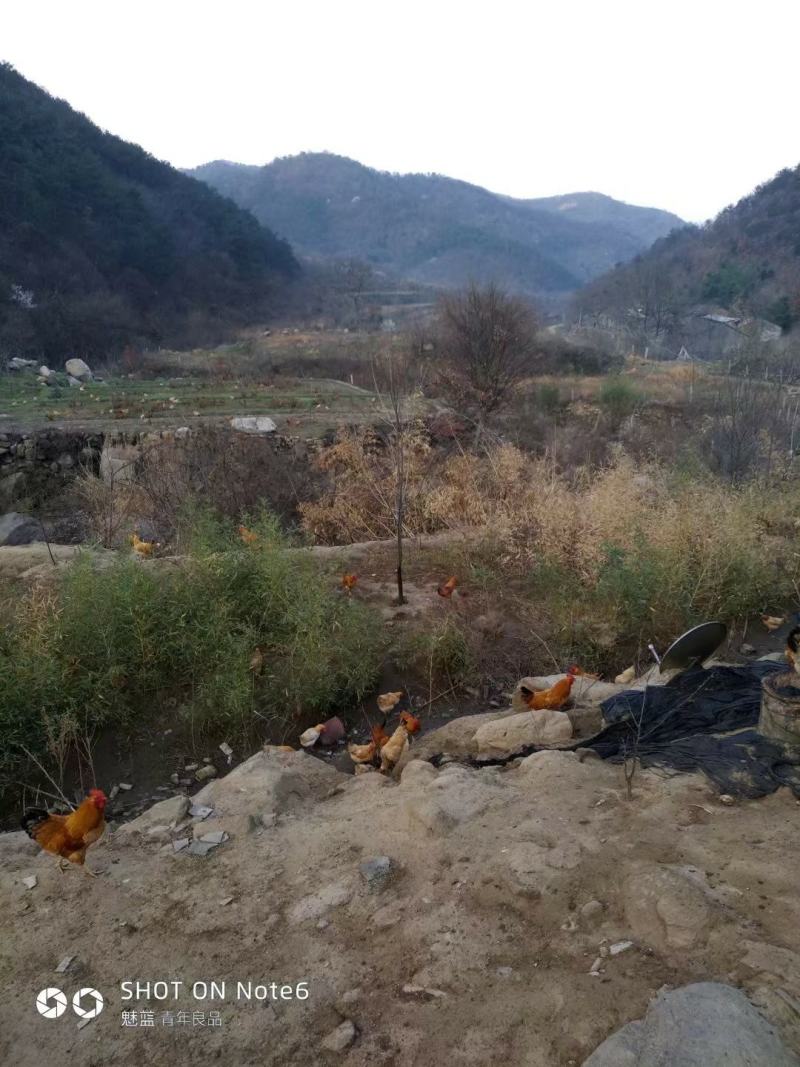 青山绿水营养美味，天然养殖品质优美