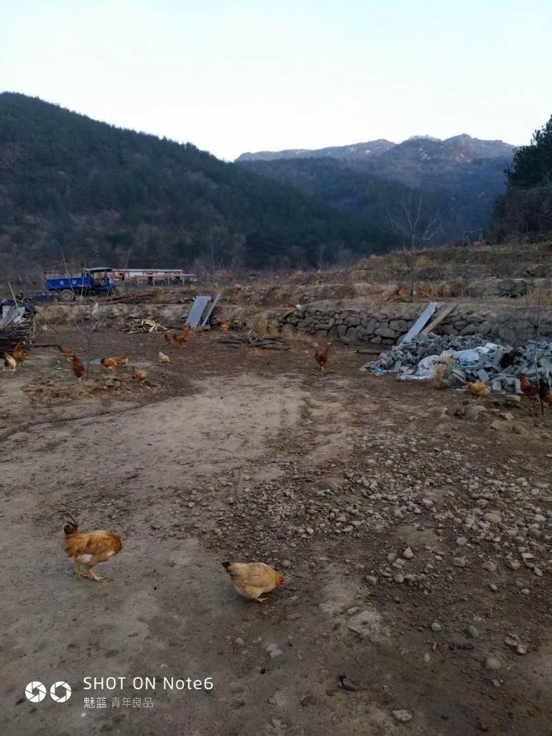 青山绿水营养美味，天然养殖品质优美