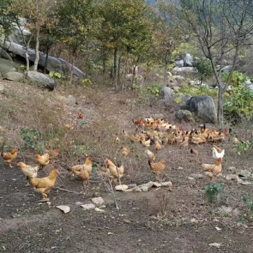 青山绿水营养美味，天然养殖品质优美