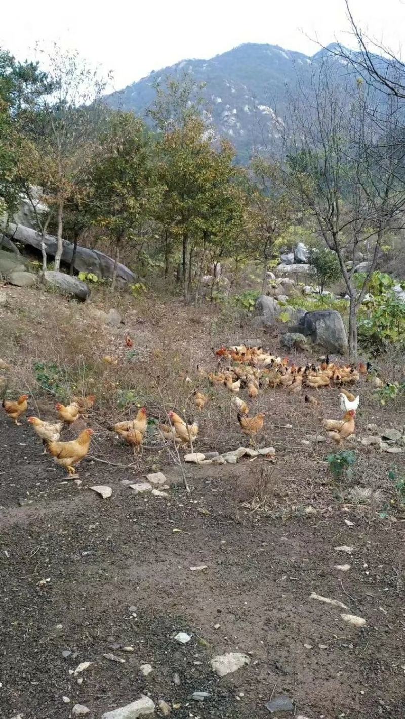 青山绿水营养美味，天然养殖品质优美