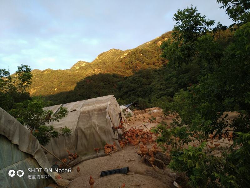 青山绿水营养美味，天然养殖品质优美