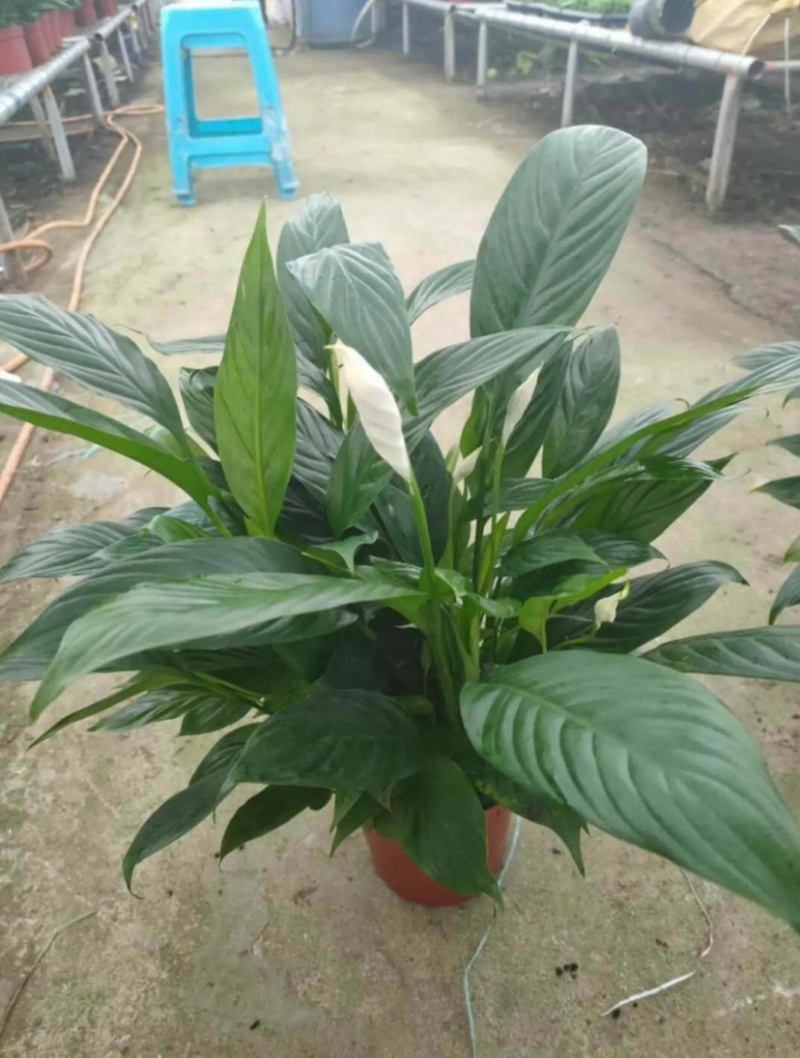 精品白掌一帆风顺各种规格质量保证一件起批