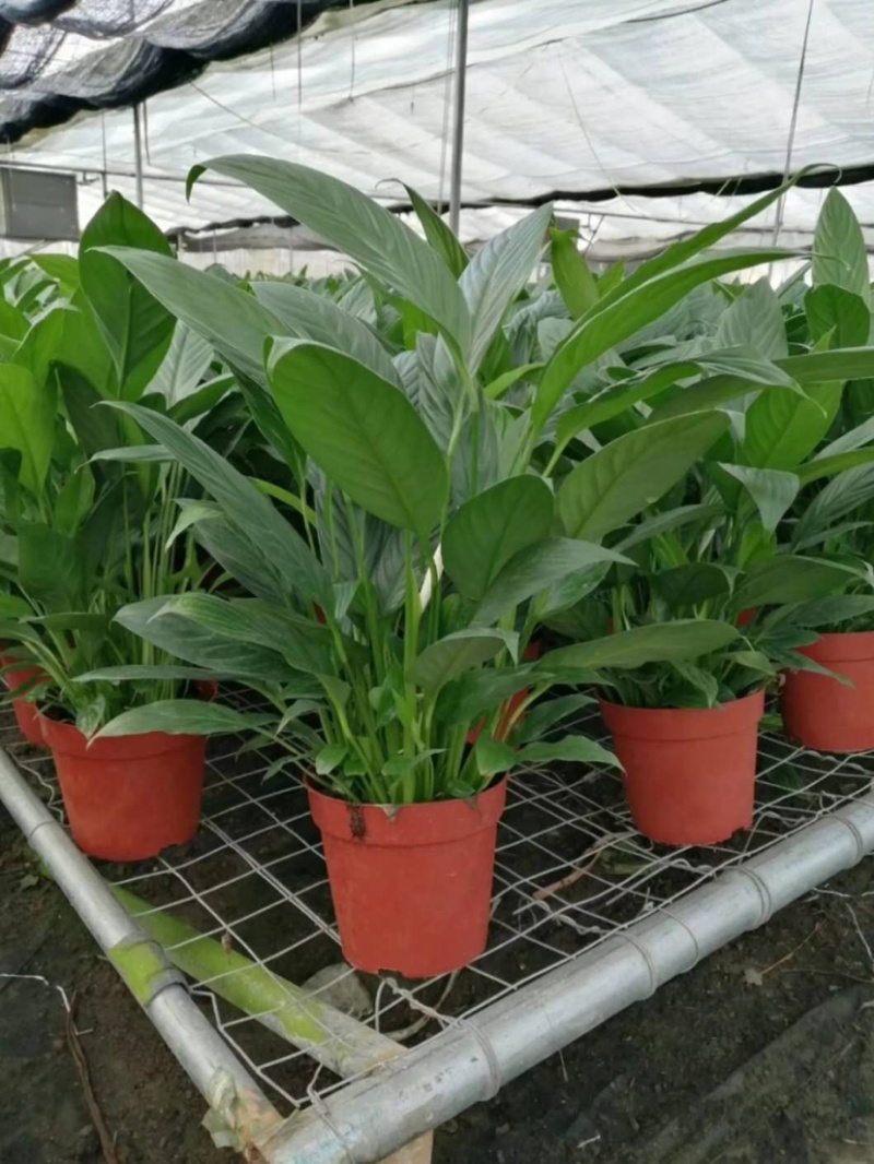 精品白掌一帆风顺各种规格质量保证一件起批
