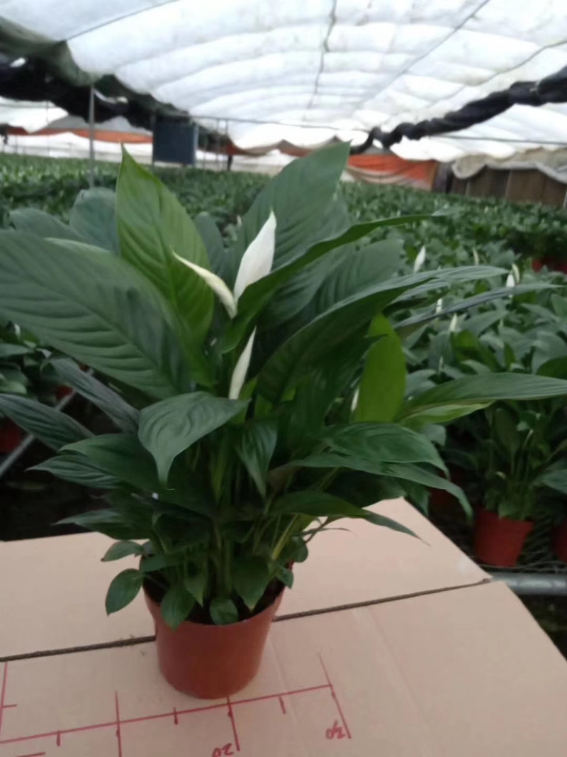 精品白掌一帆风顺各种规格质量保证一件起批