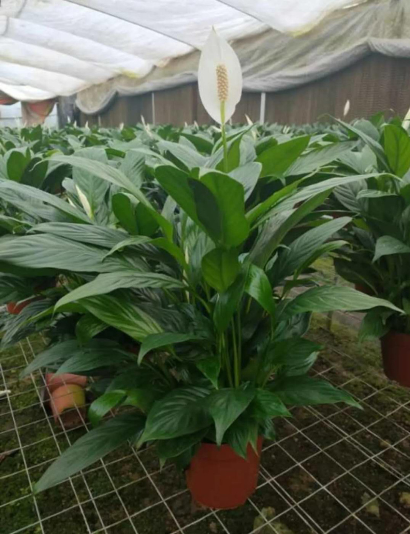 精品白掌一帆风顺各种规格质量保证一件起批