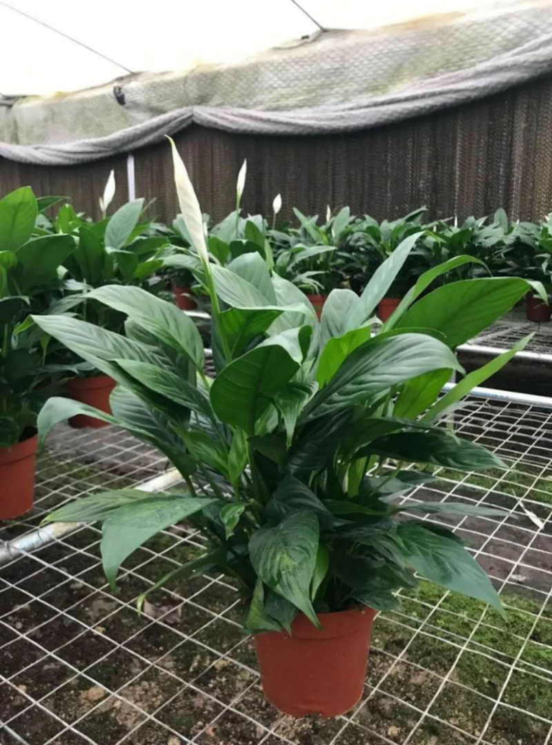 精品白掌一帆风顺各种规格质量保证一件起批