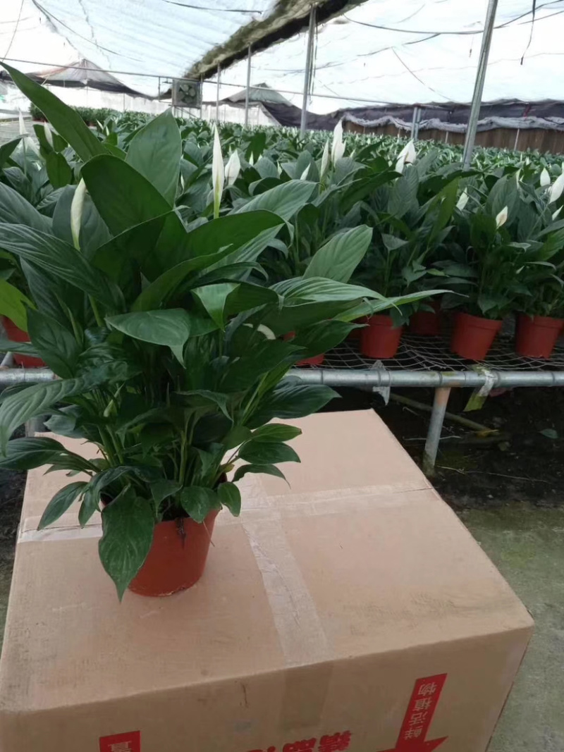 精品白掌一帆风顺各种规格质量保证一件起批