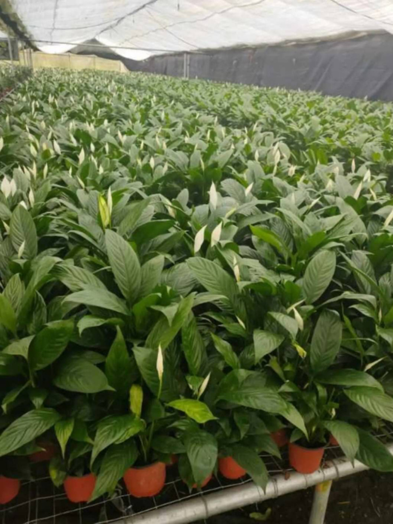 精品白掌一帆风顺各种规格质量保证一件起批