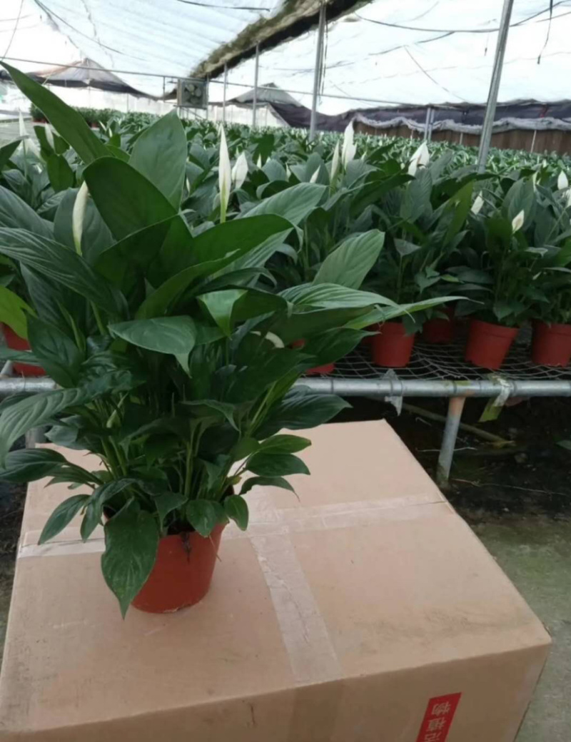 精品白掌一帆风顺各种规格质量保证一件起批