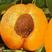 杏树苗凯特杏苗红太阳杏苗巨蜜王杏苗品种齐全南北方种植