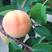 杏树苗凯特杏苗红太阳杏苗巨蜜王杏苗品种齐全南北方种植