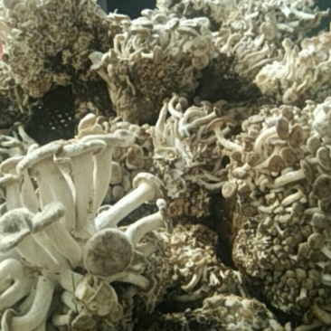 一窝鸡，野生味道和鸡枞差不多菌子