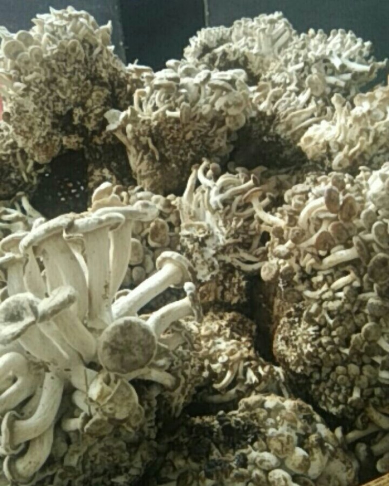 一窝鸡，野生味道和鸡枞差不多菌子