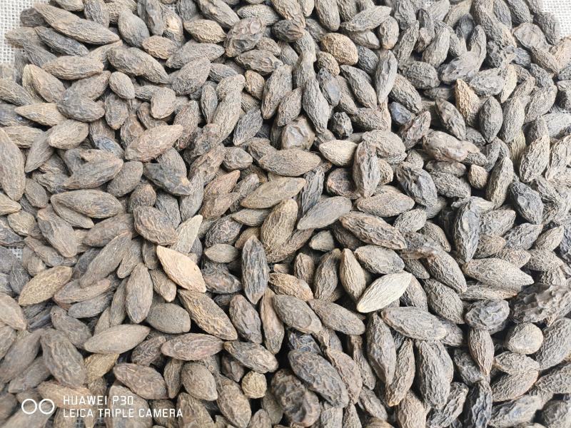 西青果质藏青果包邮产地直发量大从优可常年供应