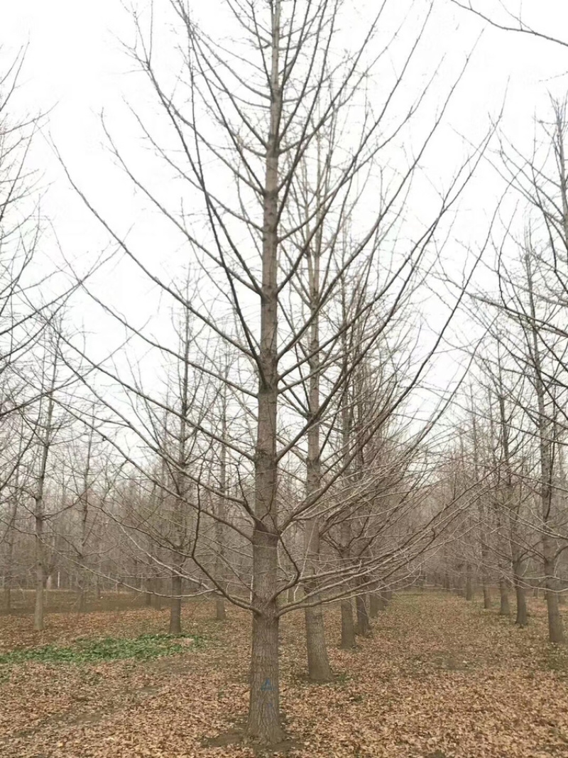 邳州市顶森银杏苗木基地