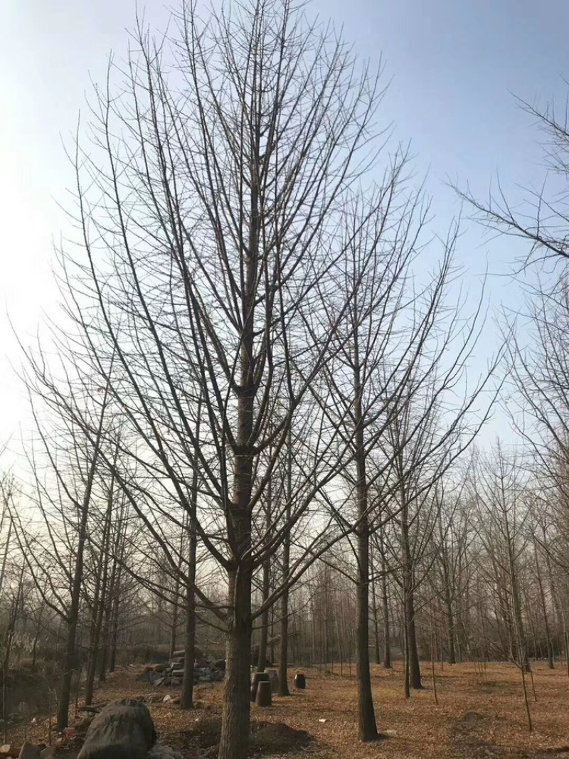 邳州市顶森银杏苗木基地