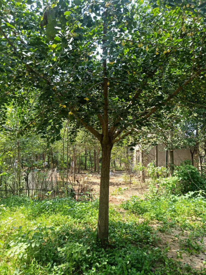 邳州市顶森银杏苗木基地