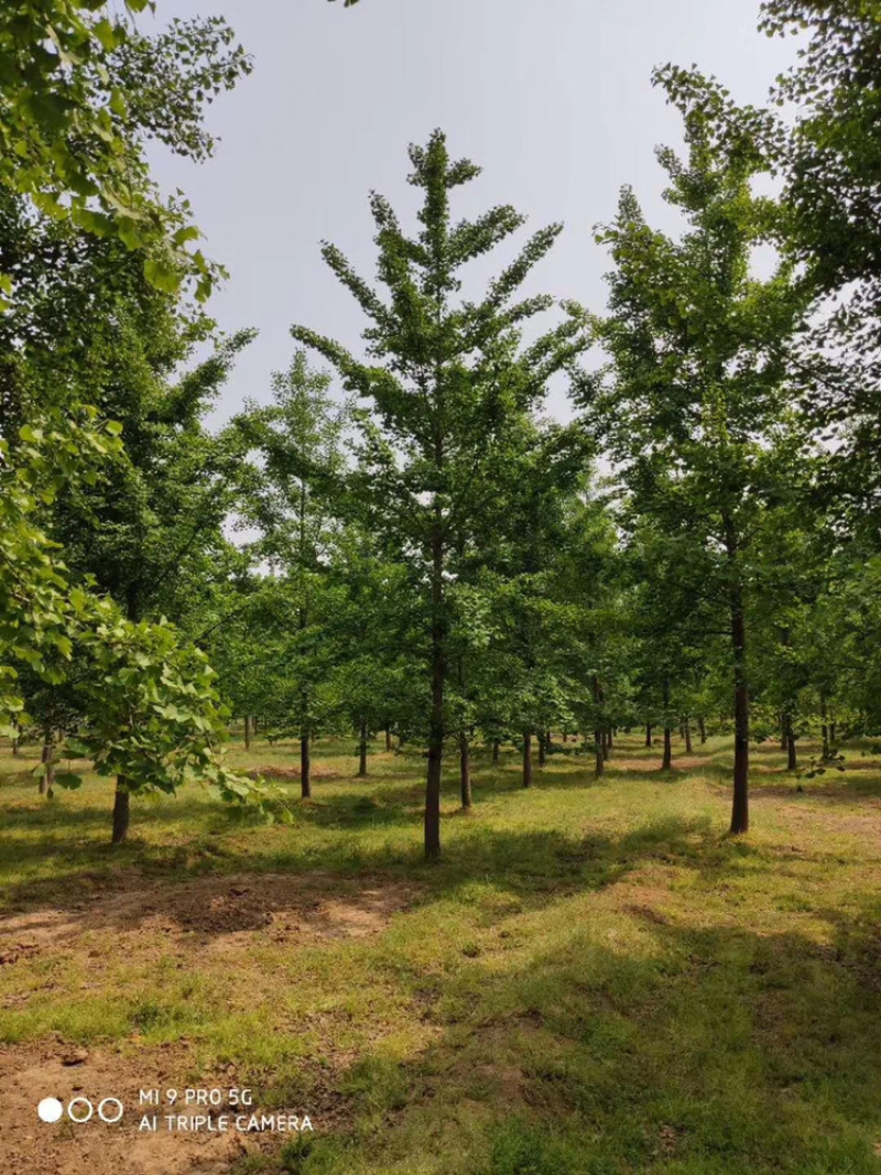 邳州市顶森银杏苗木基地