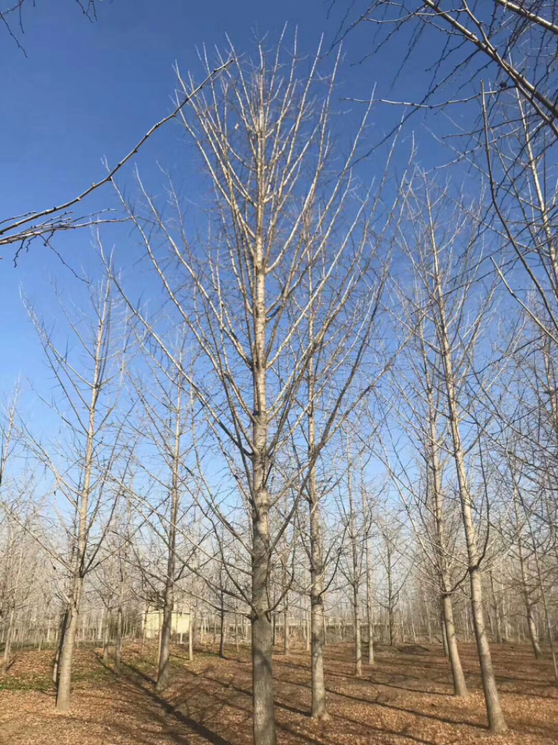 邳州市顶森银杏苗木基地
