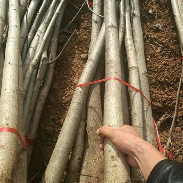 核桃苗二年以上苗150~200cm左右地径2~4公分