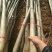 核桃苗二年以上苗150~200cm左右地径2~4公分