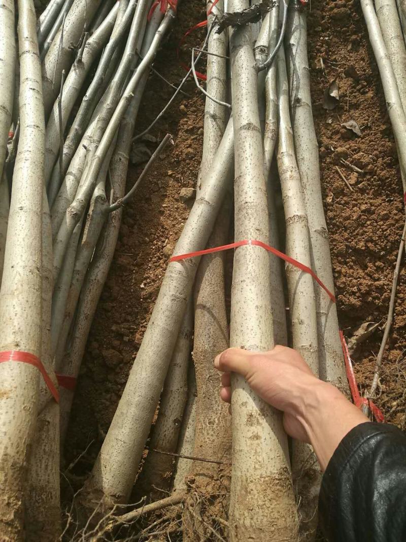 核桃苗二年以上苗150~200cm左右地径2~4公分