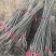 核桃苗二年以上苗150~200cm左右地径2~4公分
